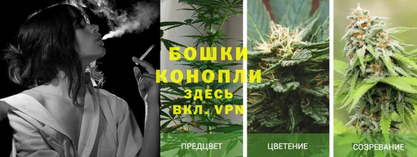 PSILOCYBIN Богданович
